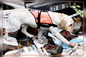 Обращение с корейскими собаками-спасателями в пострадавшей от землетрясения Турции вызвало дебаты о правах животных