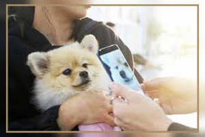 Технология Pet tech поможет в уходе за домашними питомцами