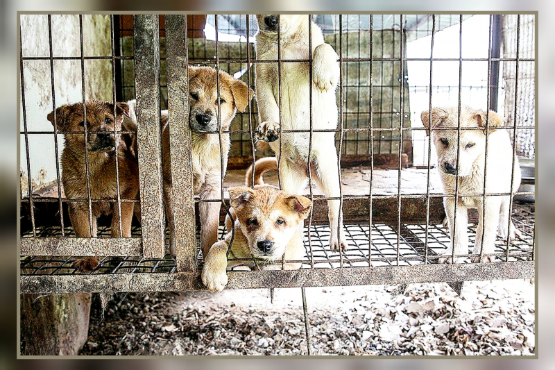 200 собак были спасены от убоя в рамках взаимовыгодной программы с владельцами собачьих ферм