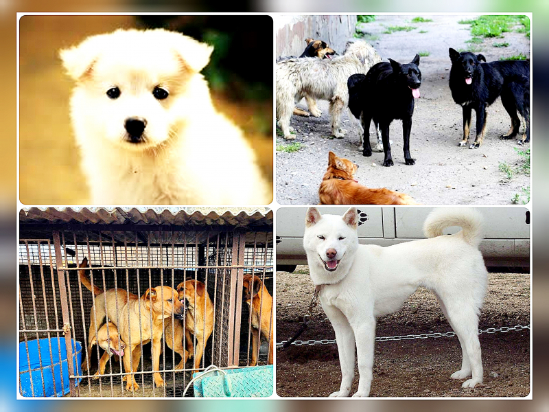 Пять видов собак в Корее