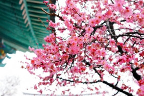 Самые популярные и красивые места цветения сакуры (адреса)