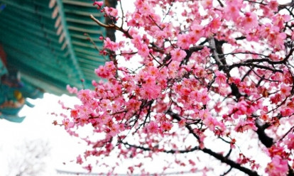 Самые популярные и красивые места цветения сакуры (адреса)